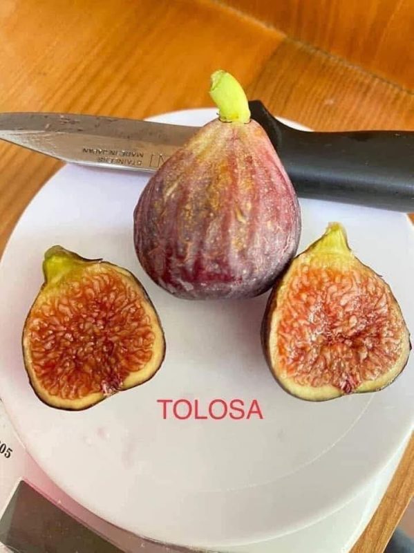 托洛萨  Tolosa FdM-小果迷