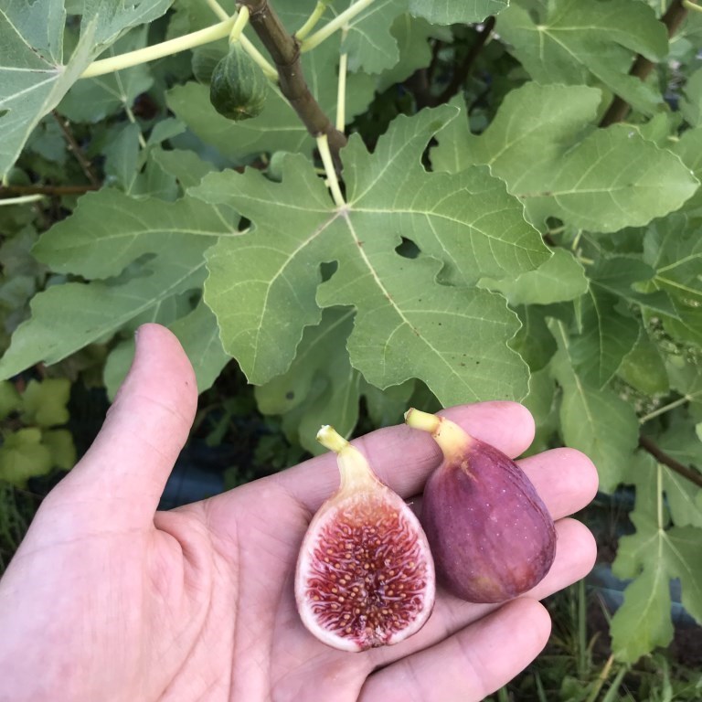 小果迷-种植爱好者交流互动平台