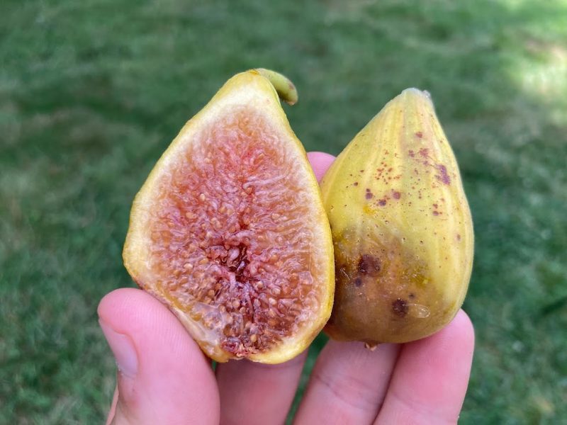 小果迷-种植爱好者交流互动平台