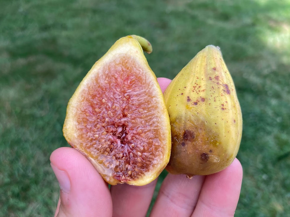 小果迷-种植爱好者交流互动平台