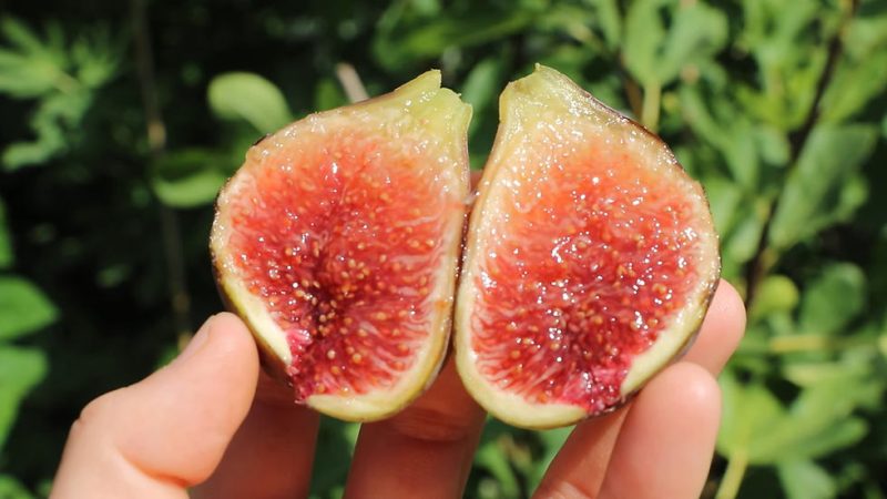 小果迷-种植爱好者交流互动平台