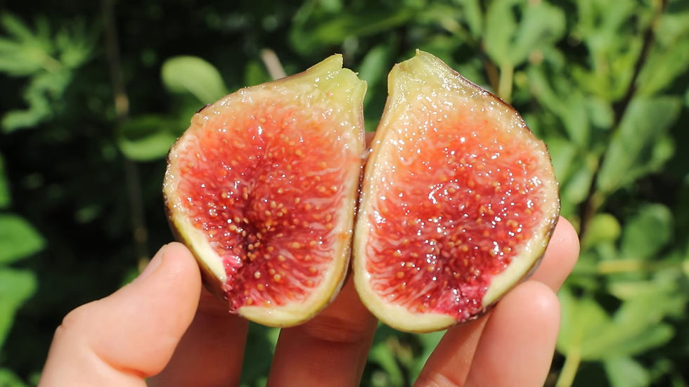 小果迷-种植爱好者交流互动平台