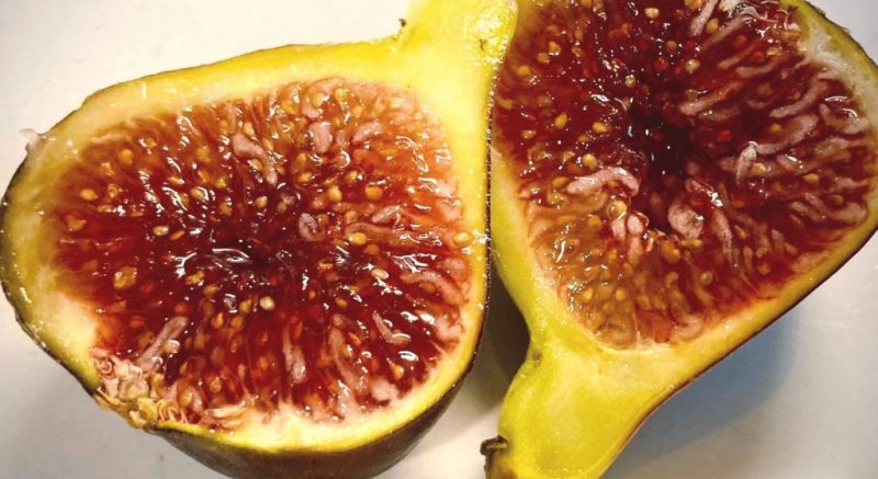 小果迷-种植爱好者交流互动平台