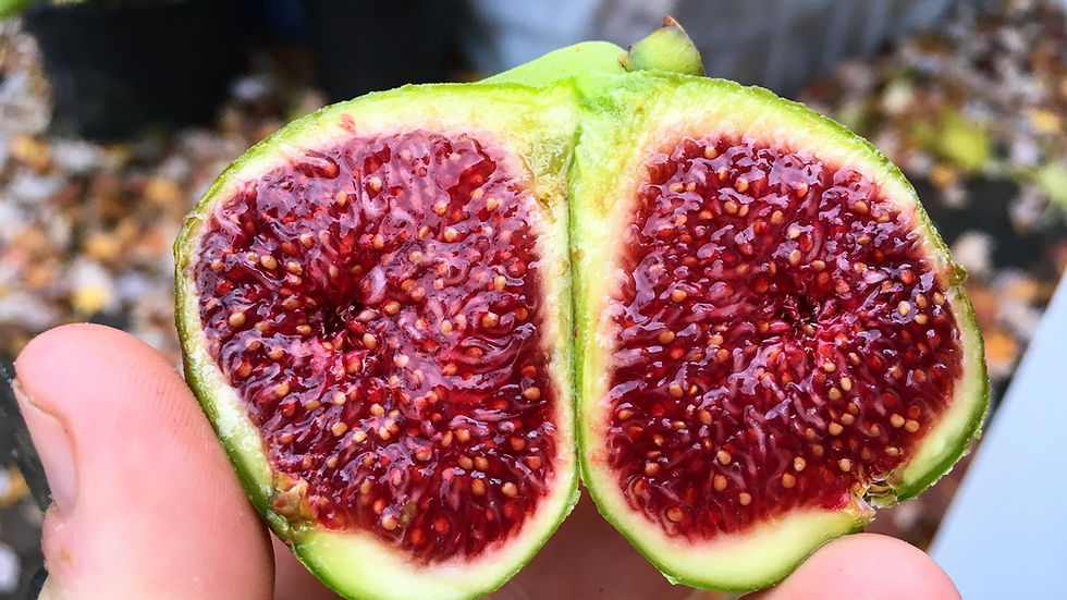 小果迷-种植爱好者交流互动平台