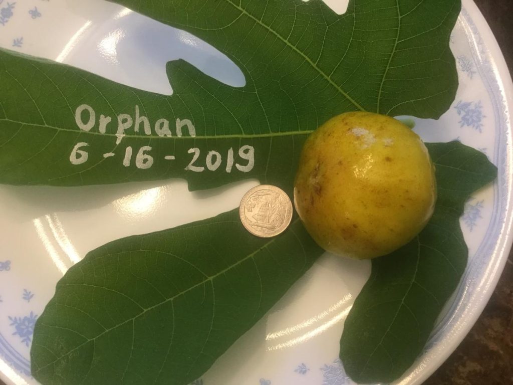 小果迷-种植爱好者交流互动平台