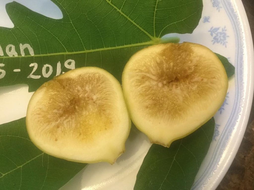 小果迷-种植爱好者交流互动平台