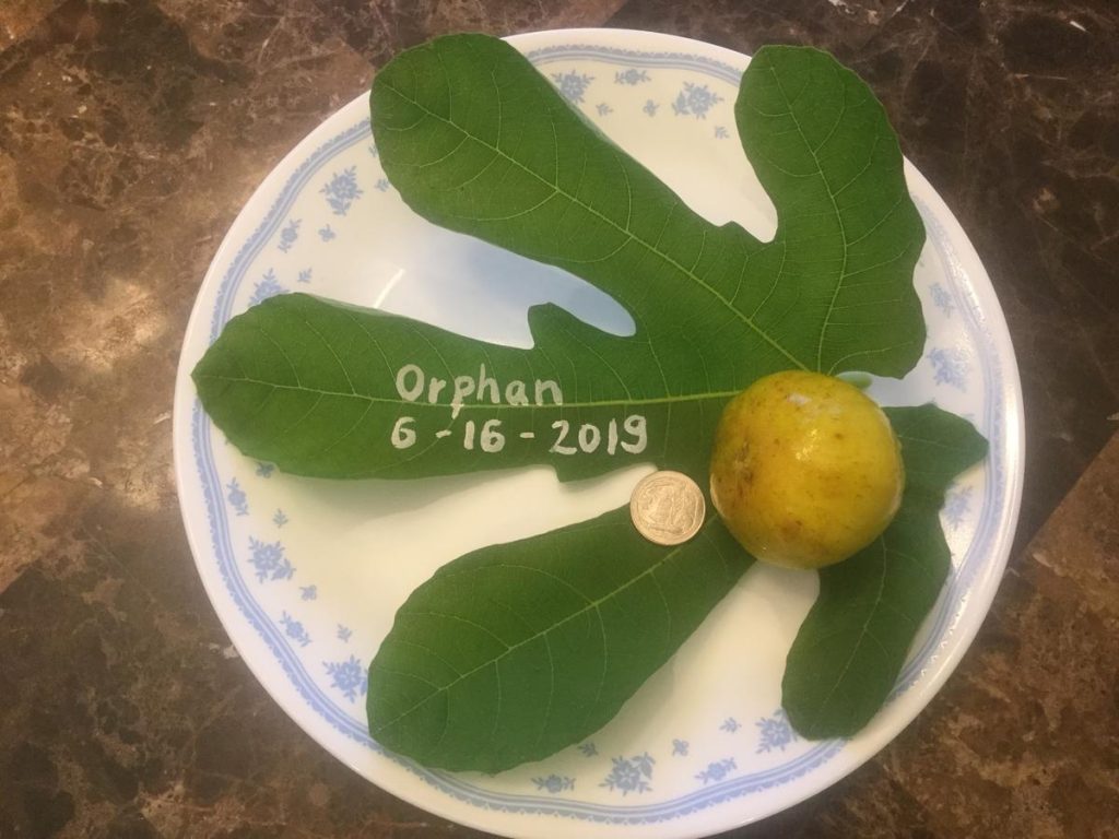 小果迷-种植爱好者交流互动平台