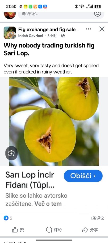 评论图片-小果迷