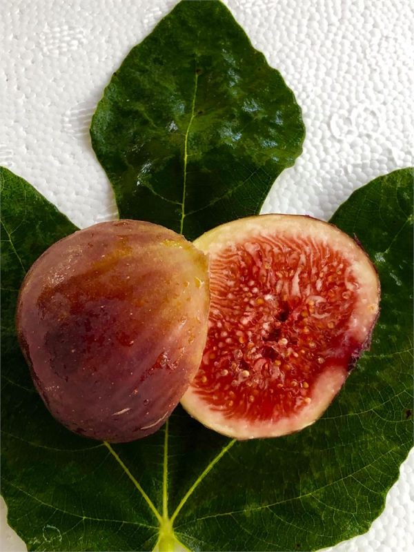 小果迷-种植爱好者交流互动平台