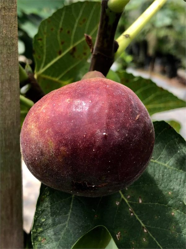 小果迷-种植爱好者交流互动平台