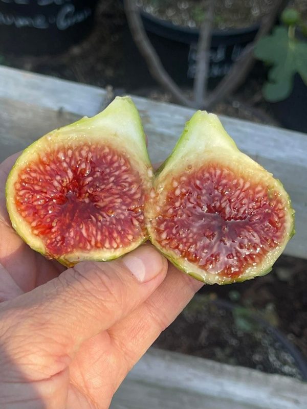 小果迷-种植爱好者交流互动平台