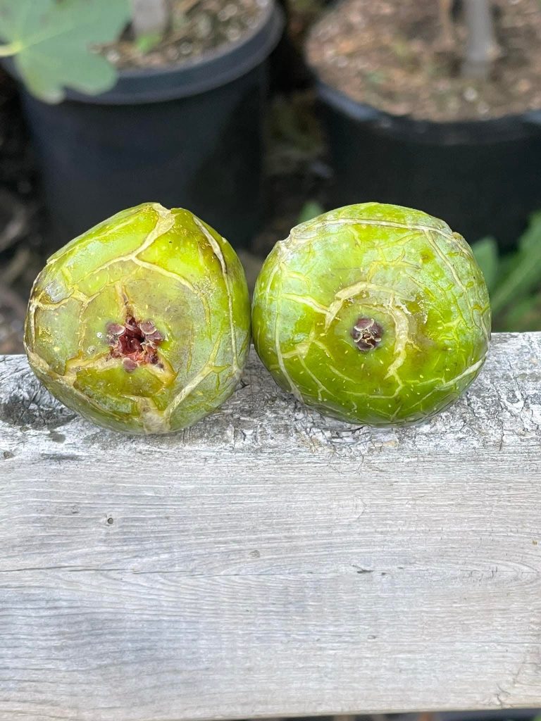 小果迷-种植爱好者交流互动平台