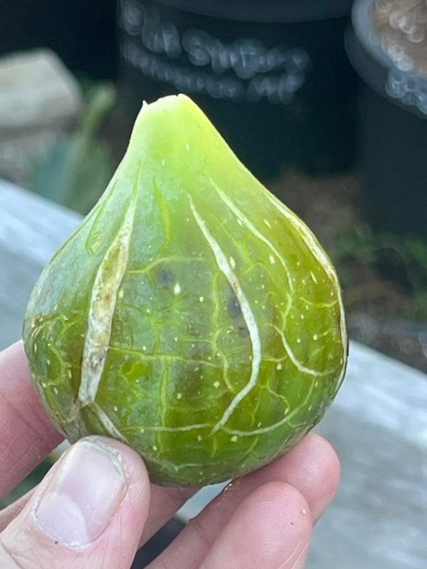 小果迷-种植爱好者交流互动平台