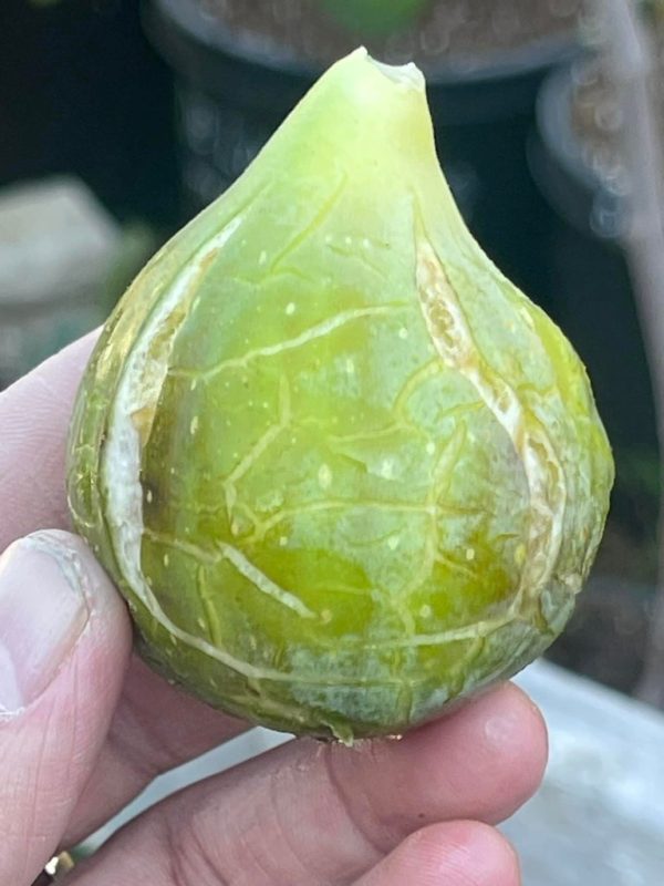 小果迷-种植爱好者交流互动平台