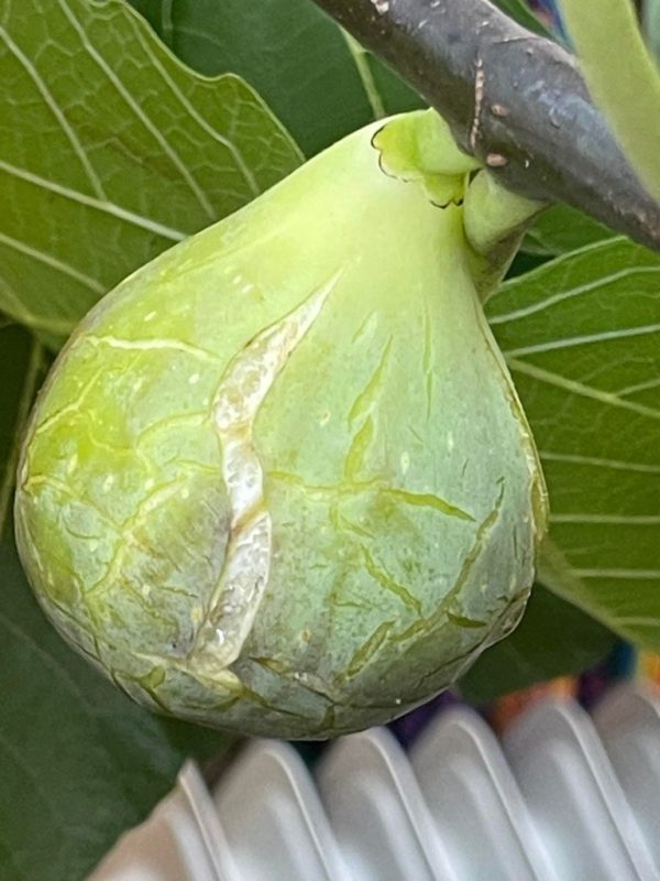 德科 Des Cos MP(小果迷)-小果迷