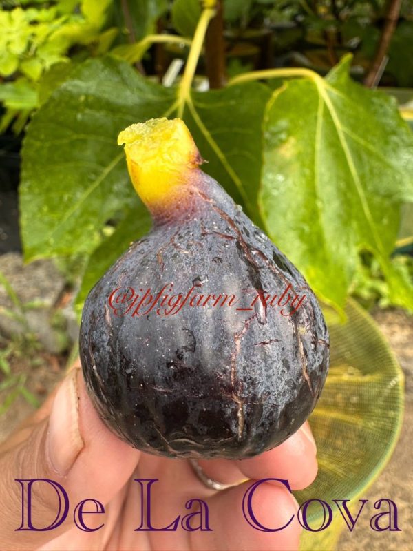 小果迷-种植爱好者交流互动平台