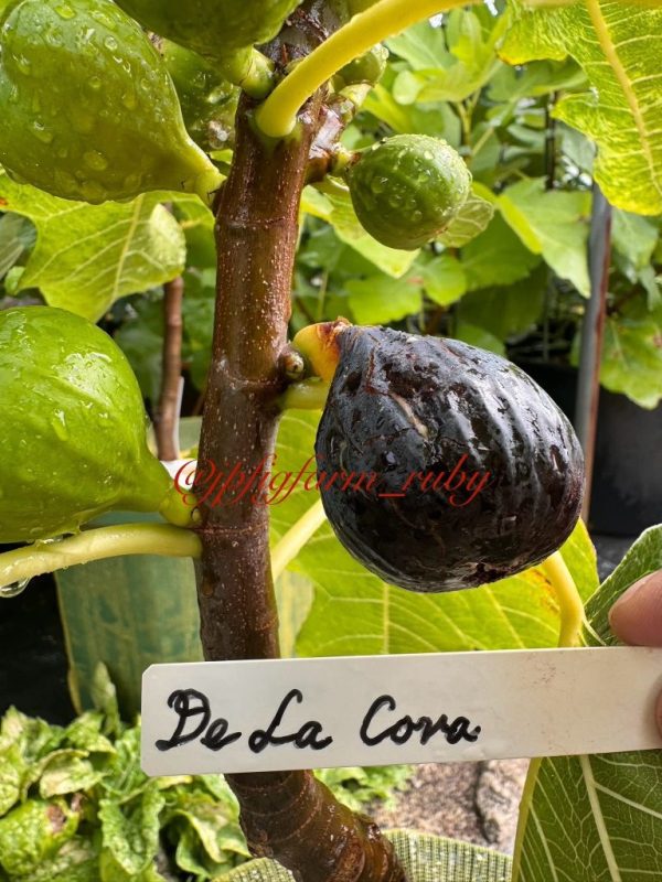 小果迷-种植爱好者交流互动平台