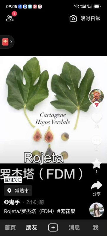 罗杰塔 Rojeta  FdM(鬼手)-小果迷