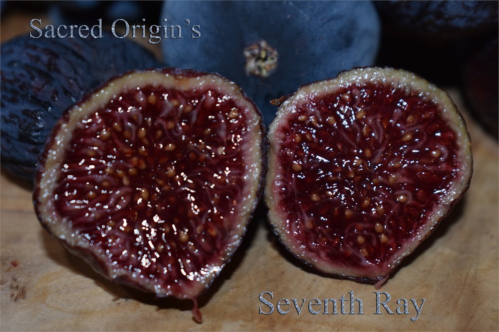 小果迷-种植爱好者交流互动平台