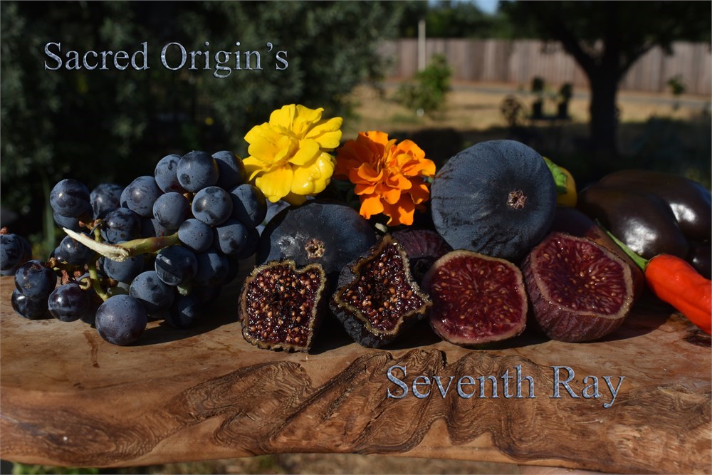 小果迷-种植爱好者交流互动平台