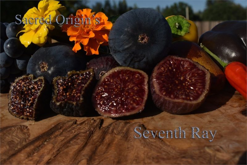 小果迷-种植爱好者交流互动平台