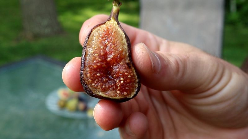 小果迷-种植爱好者交流互动平台