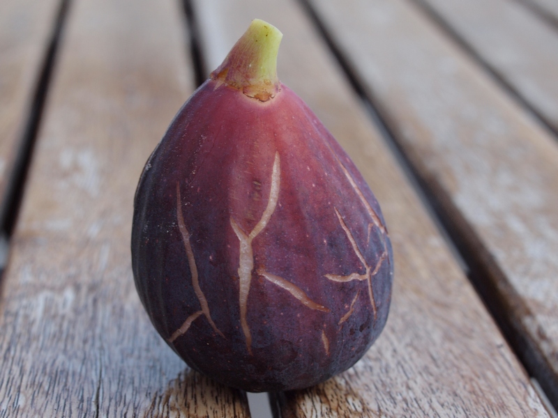 小果迷-种植爱好者交流互动平台