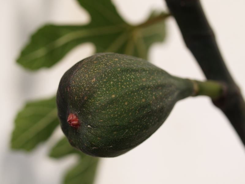 小果迷-种植爱好者交流互动平台