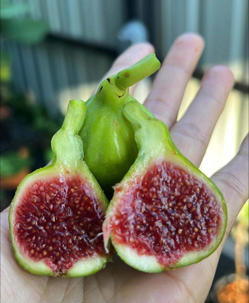 评论图片-小果迷