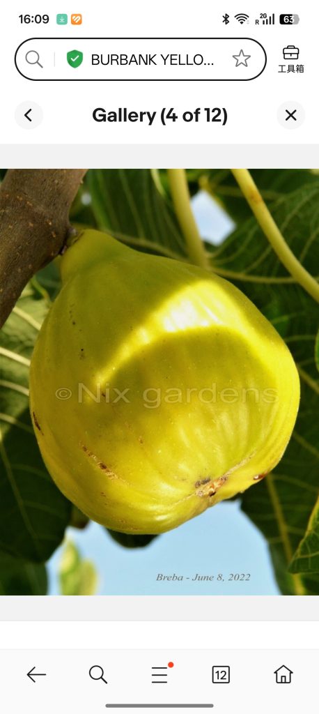 小果迷-种植爱好者交流互动平台