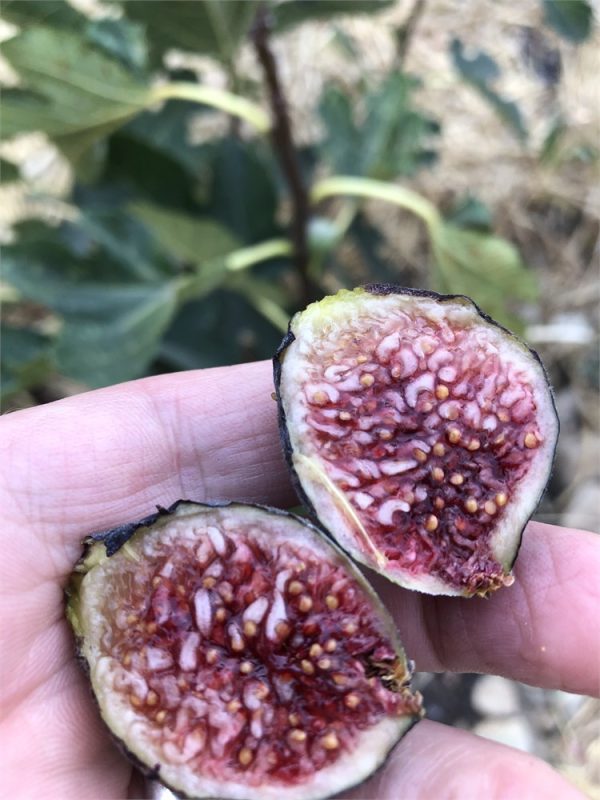 小果迷-种植爱好者交流互动平台