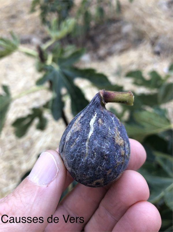 小果迷-种植爱好者交流互动平台