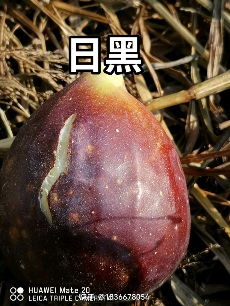 评论图片-小果迷