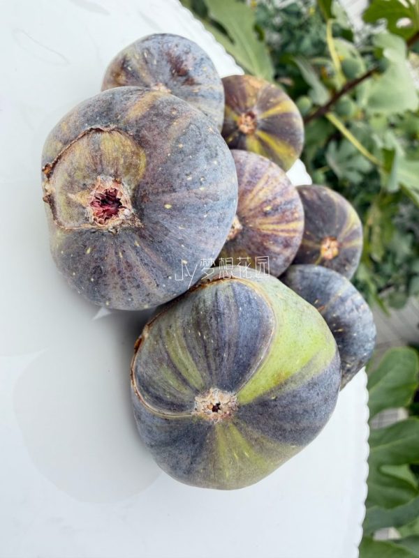 变异双色山无花果-小果迷