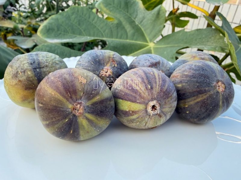 变异双色山无花果-小果迷