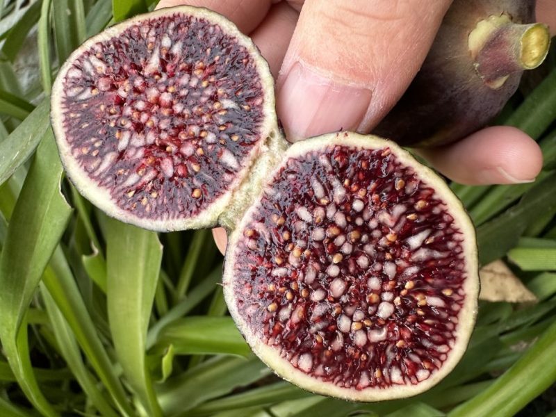 我的巴斯克-小果迷