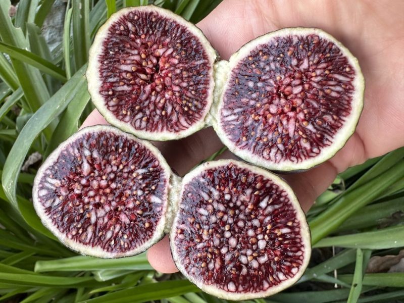 我的巴斯克-小果迷