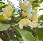 流年亦梦的头像-小果迷