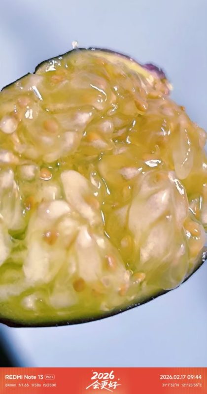 大年初一 成熟的扎菲罗（室内阳台）-小果迷