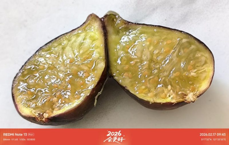 大年初一 成熟的扎菲罗（室内阳台）-小果迷