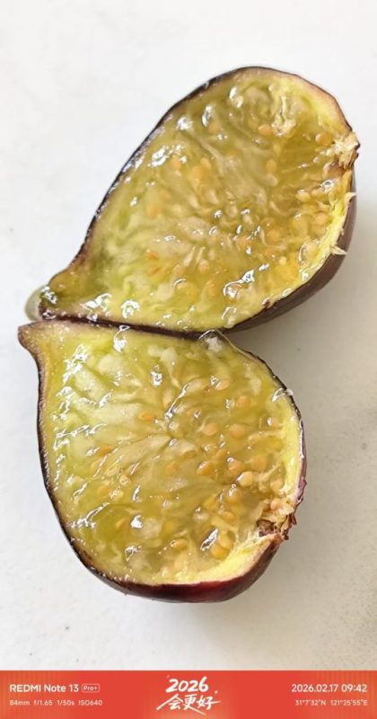 大年初一 成熟的扎菲罗（室内阳台）-小果迷