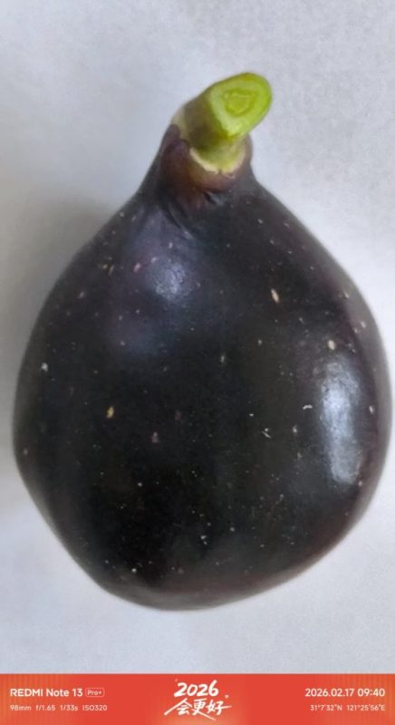 大年初一 成熟的扎菲罗（室内阳台）-小果迷