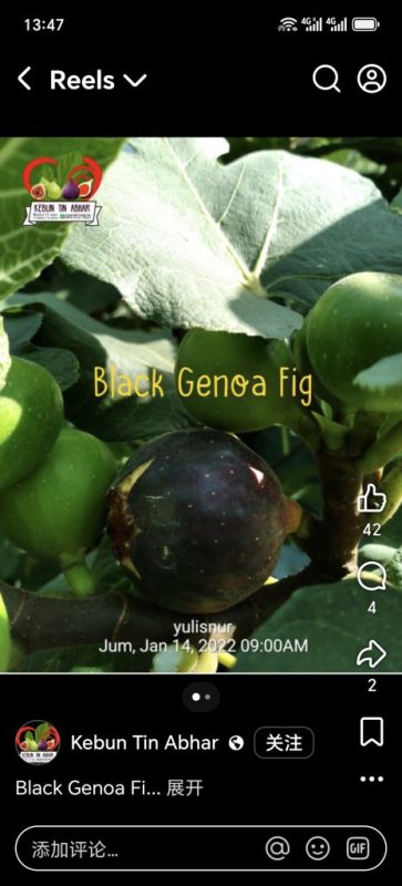 黑热那亚 Black Genoa(蜂花果)-小果迷