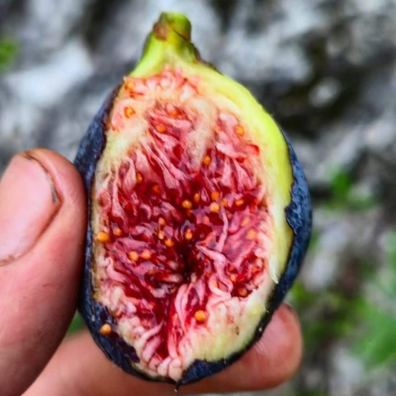 小果迷-种植爱好者交流互动平台