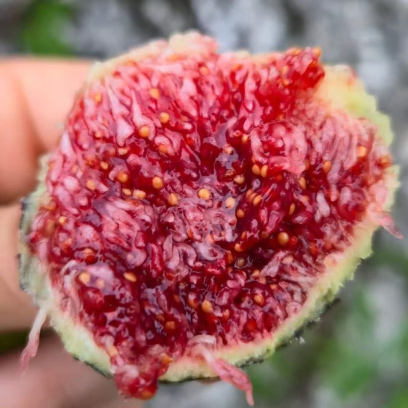 小果迷-种植爱好者交流互动平台