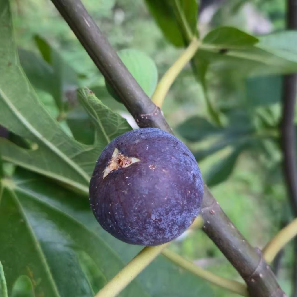 小果迷-种植爱好者交流互动平台