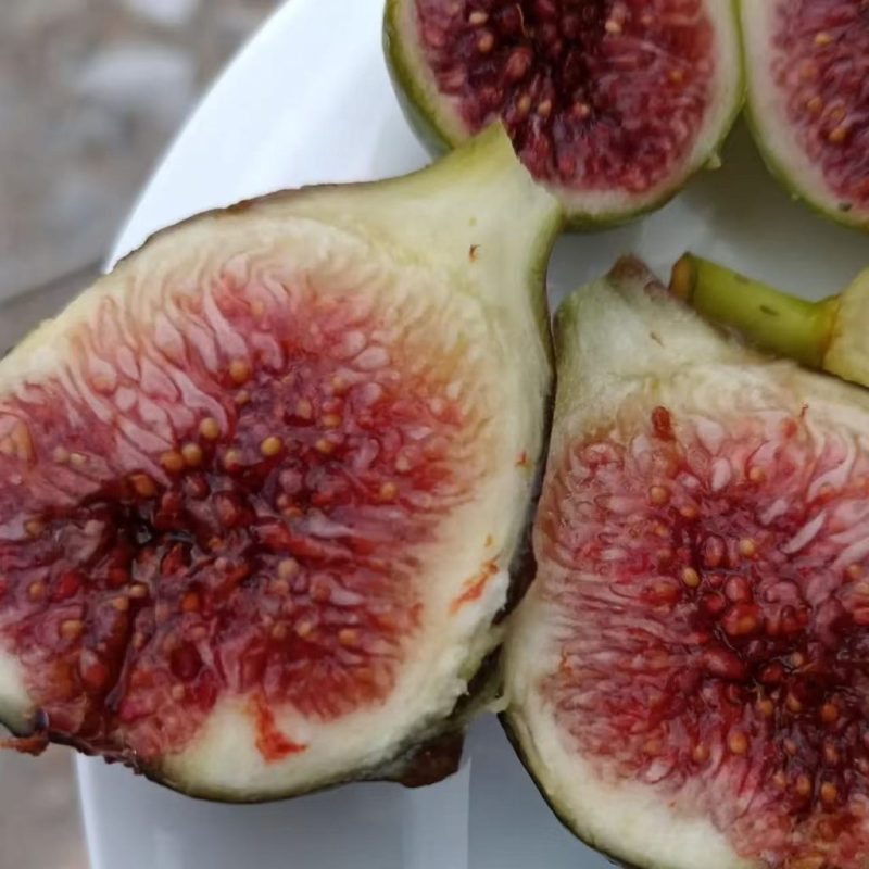 小果迷-种植爱好者交流互动平台