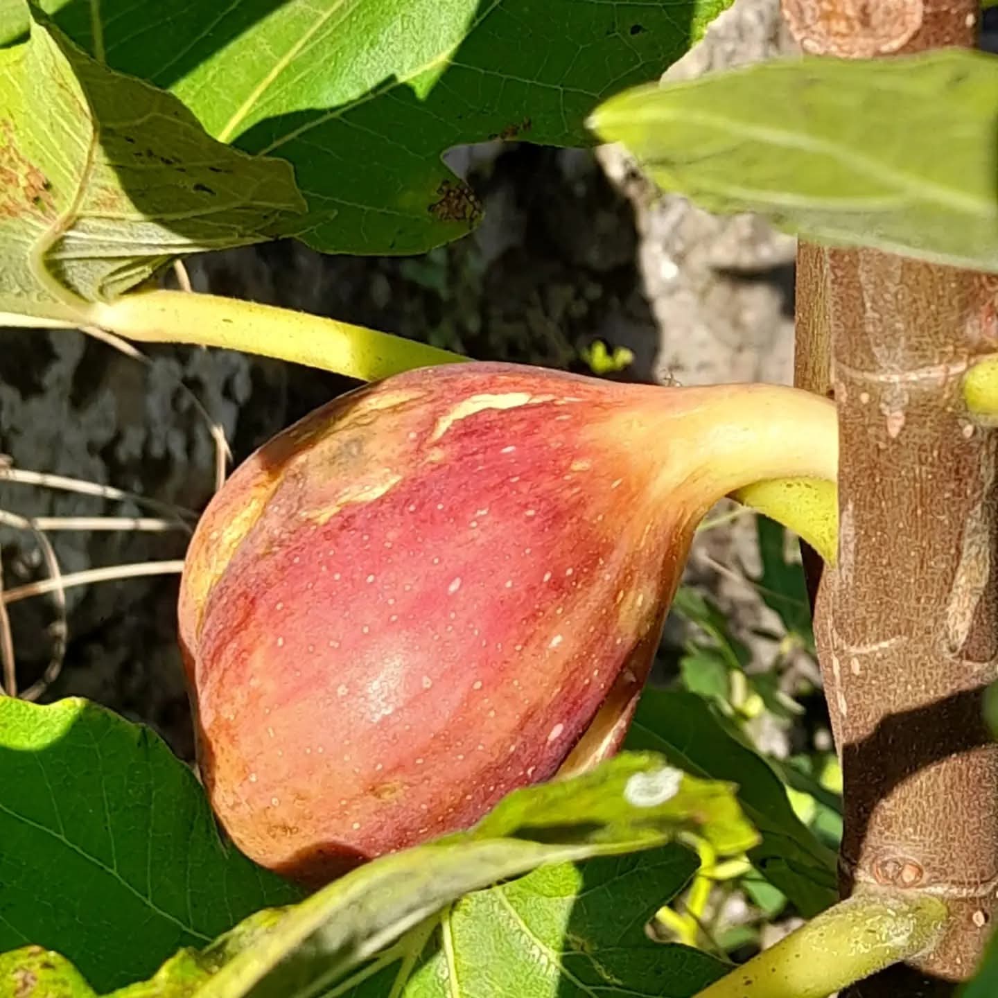 小果迷-种植爱好者交流互动平台