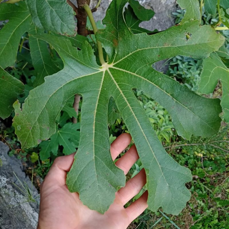 小果迷-种植爱好者交流互动平台