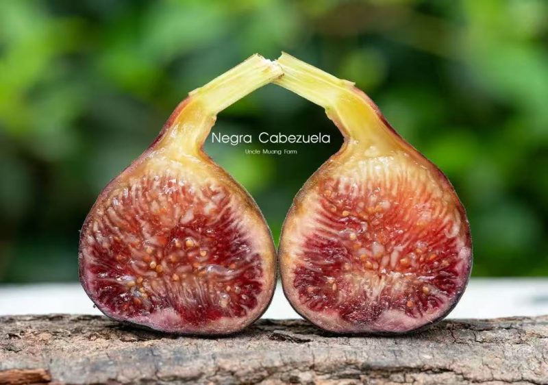 卡贝苏/卡贝苏黑 Negra Cabezuela(蓝天弧线)-小果迷